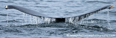 A humpback whale's tail sheds water as it makes a terminal dive