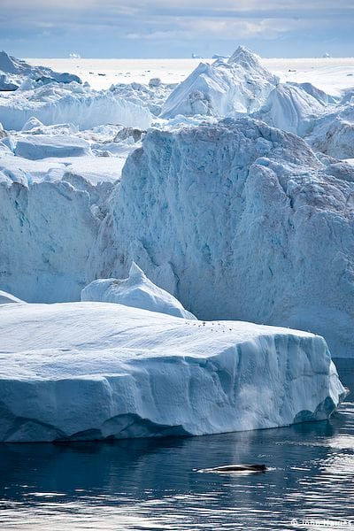 A whale feeds in front of the ice in the Jakobshavn icefjord, West Greenland