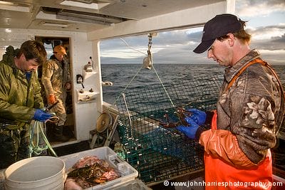 Sizing lobsters out of a hauled lobster trap off Cape Sable, Nova Scotia