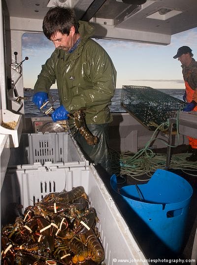 Banding lobsters on a lobster boat out of Cape Sable, Nova Scotia