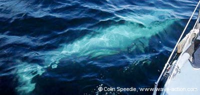 Watch Out For Whales, Part I