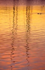 Love Of The Ocean And The Real Price Of Oil