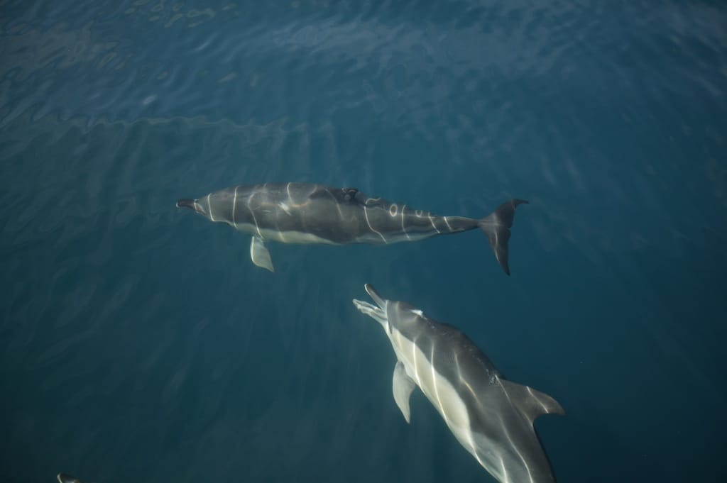 Cruising With A Purpose