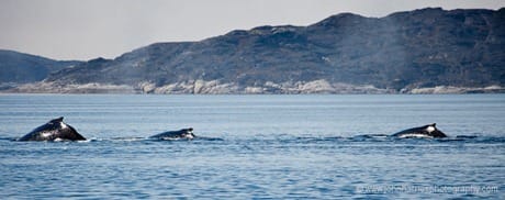 Three humpback whales feeding outside of Aasiaat Greenland JHH5II-10585