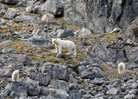 JHH5II-12304 A mother polar bear and her two cubs on a rocky hillside in Baffin Island