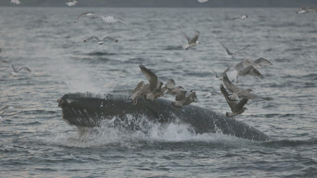 Watch Out For Whales, Part II