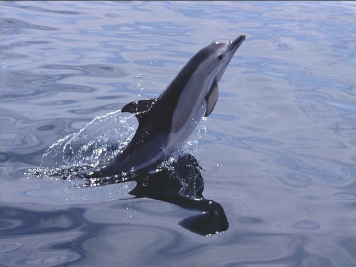 Wildlife Photography—The Gear