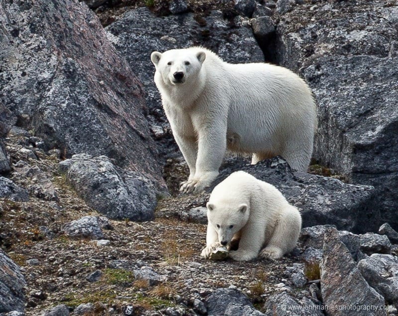 The Adaptable Polar Bear