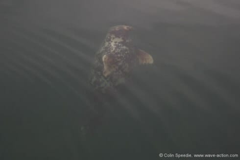 In Scotland, the grey seal is called a selkie, and is credited with all kinds of mystical powers. I wanted to capture something of that element, and this obliging female helped me out by hovering below the surface as if in a trance. Manual focus was necessary, though, as the light on the surface might have confused the autofocus - and lost the shot.