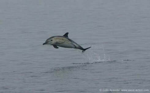 Dawn again, on a truly Hebridean morning of drizzle and rotten light - not the best conditions for photography. But the sudden arrival of a small pod of common dolphins soon woke us up. And this ebullient little calf stole the show with a great display of aerobatics. But how to get a fast enough shutter speed to freeze the action in such poor conditions? One way is to increase the ISO (film speed) setting on your camera, as I did here. Taken a few years ago, I was happy enough to get the shot - any shot, under the circumstances - but the latest generation of digital SLR's make light work of this, as at even ISO 1600 they have astonishingly little grain, one of the major advances of the last few years.