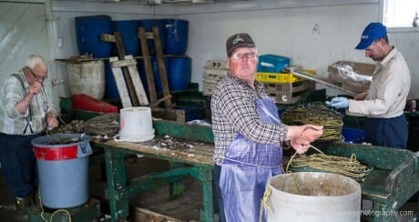 Three men baiting tub trawls in LaPoile, Newfoundland