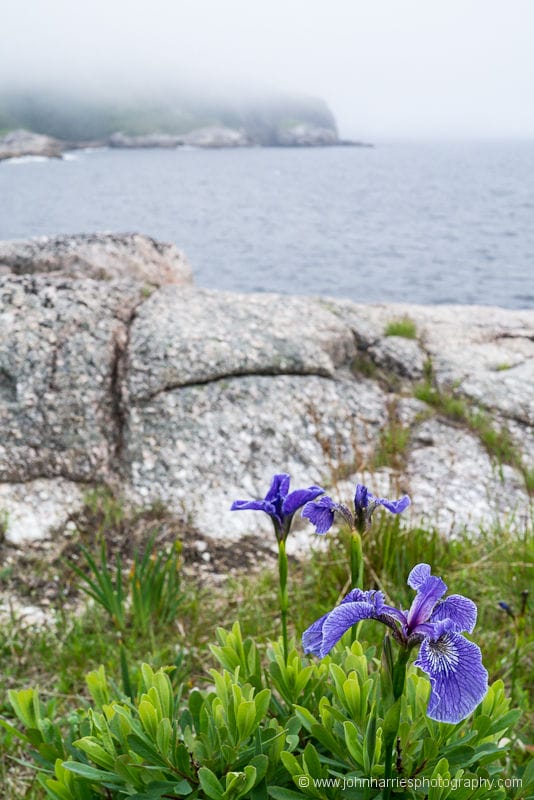 Wild irises sheltered by a rock outcrop overlooking the fjord in LaPoile, Newfoundland
