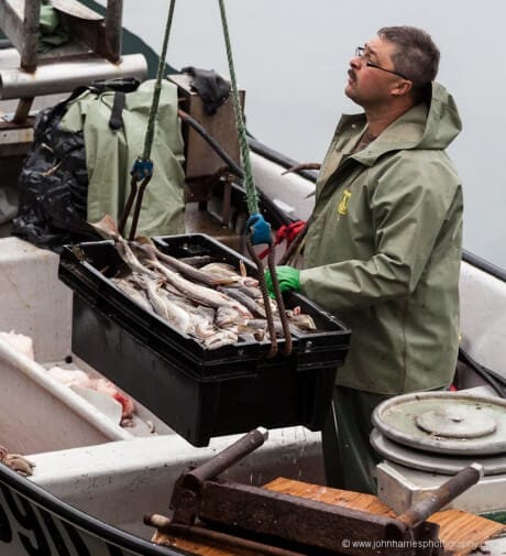 Fisherman hoists crate of cod fish out of open boat.