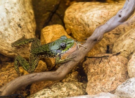 Small frog clings to stick and rocks in pond