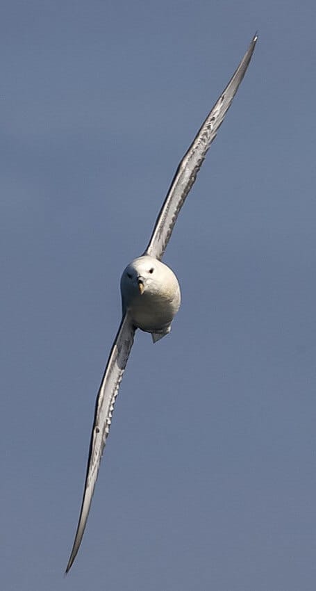 A fulmar performs aerobatics around our stern