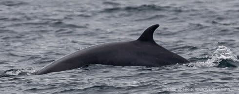 A minke whale surfaces close by