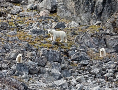 A polar bear with two cubs JHH5II-12304-p-let