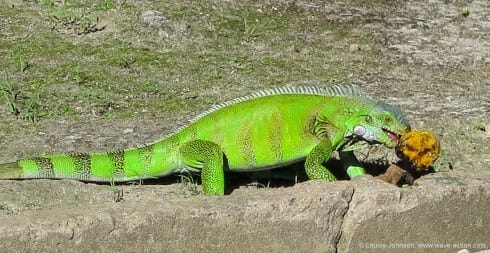 Iridescent iguana