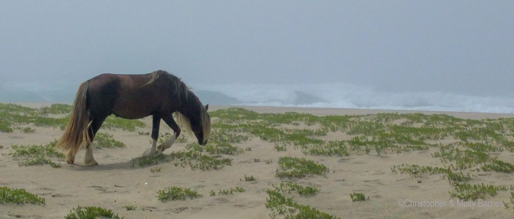 Sable Island, Nova Scotia—A Remote, Desolate, and Gorgeous Place