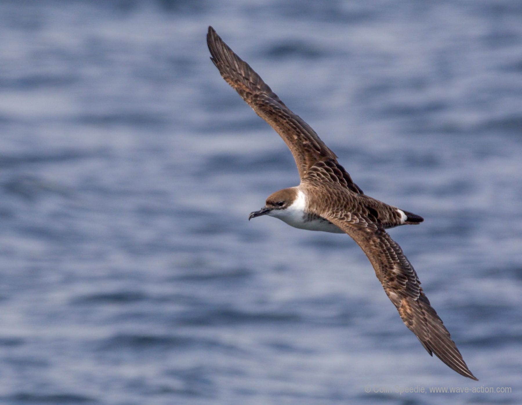 Cabot Strait—Alias “The Chuck”