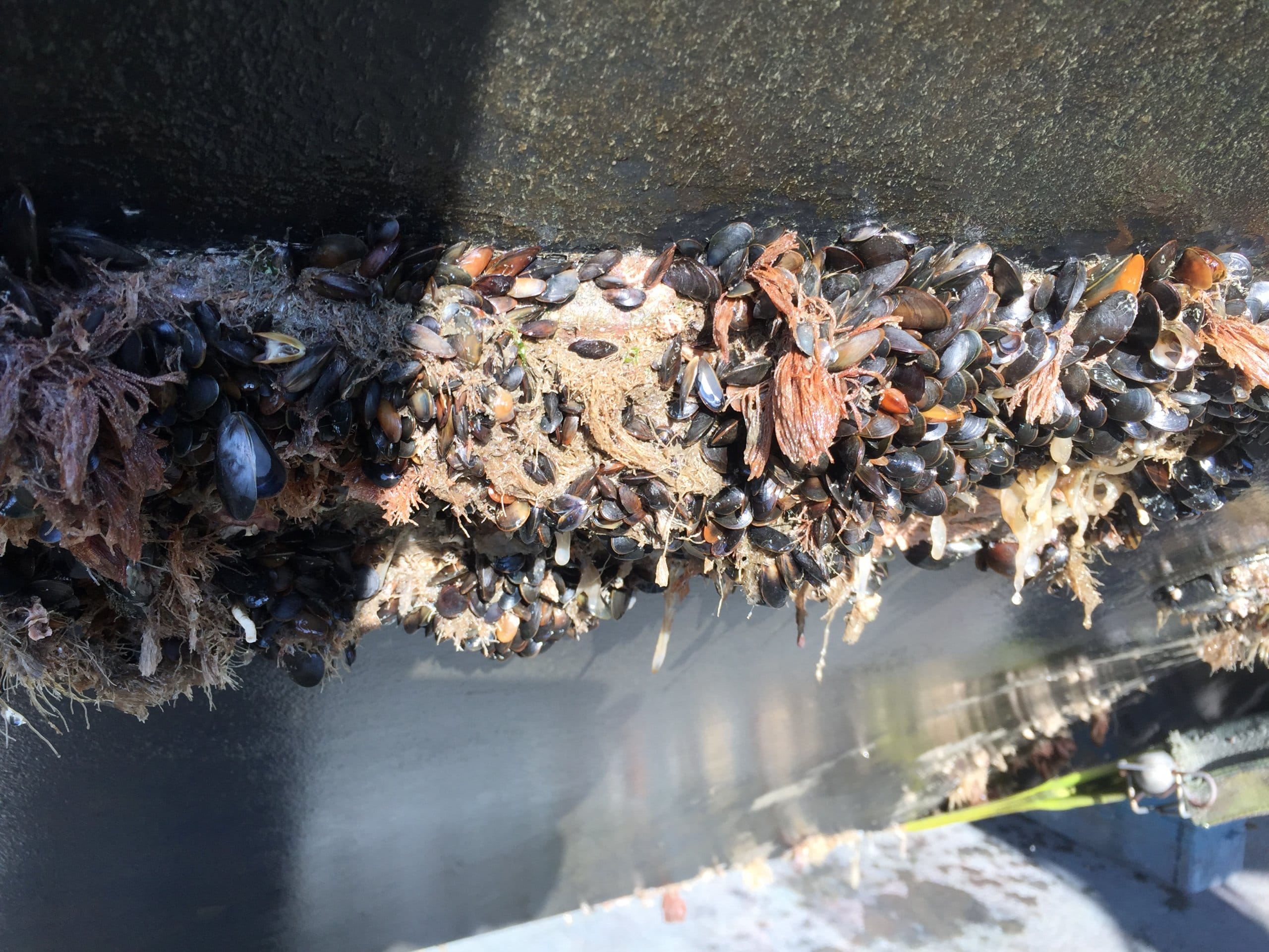 Ultrasonic Antifouling